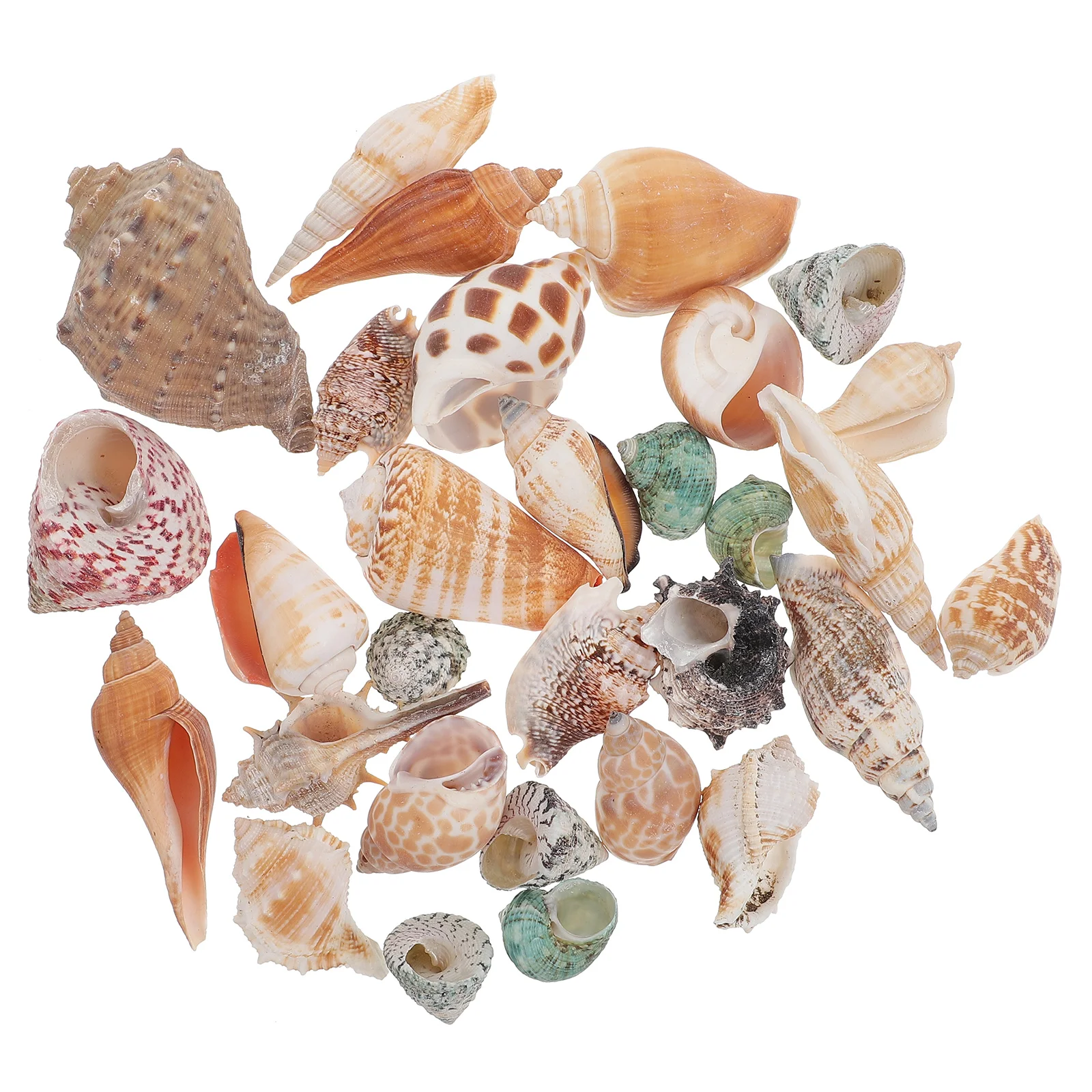 1 Set Aquarium Conch Decoration Conch Ocean Sea Conch Fish Tank Decorative Adorns
1 Set Aquarium Conch Decoration Conch Ocean Sea Conch Fish Tank Decorative Adorns
