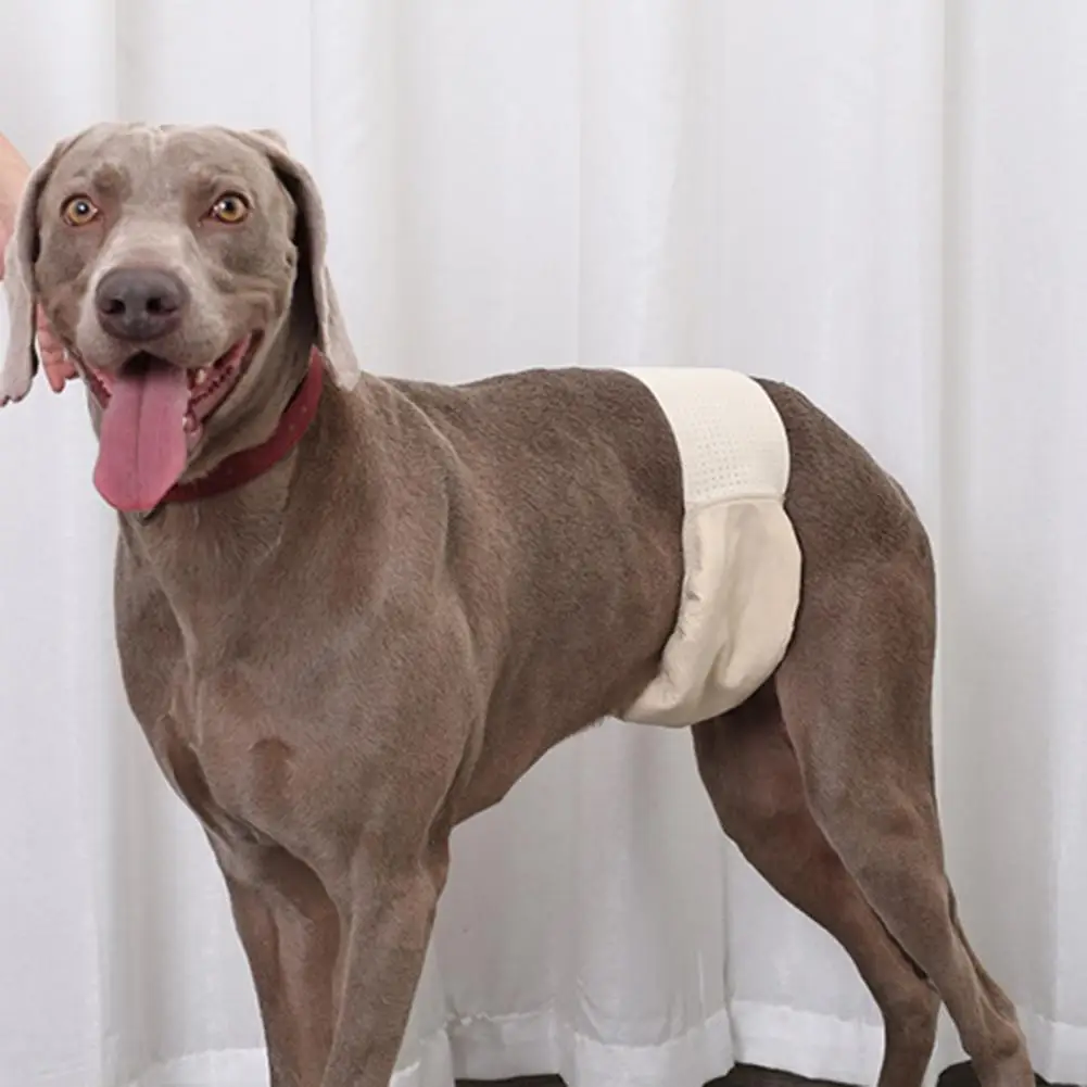 Stylish Multifunction Fastener Tape Premium Washable Dog Diaper Daily Wear Pet Menstrual Pants Dog Diaper
Stylish Multifunction Fastener Tape Premium Washable Dog Diaper Daily Wear Pet Menstrual Pants Dog Diaper