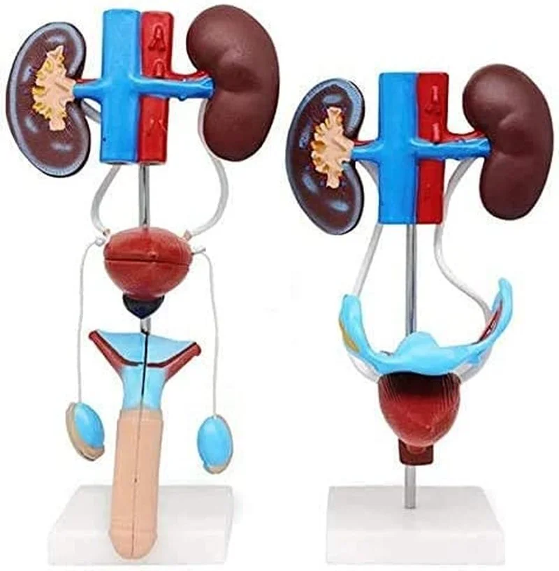 Kidney Anatomy Model Human OrganUrogenital System PVC Material Three-Dimensional Teaching Model of Vesicoureteral Structure
Kidney Anatomy Model Human OrganUrogenital System PVC Material Three-Dimensional Teaching Model of Vesicoureteral Structure