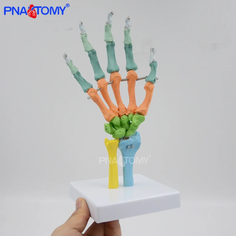 Life Size Colorful Hand Bone Anatomical Model Human Skeleton of Hand Anatomy Educational Equipment Medical Gift Teaching
Life Size Colorful Hand Bone Anatomical Model Human Skeleton of Hand Anatomy Educational Equipment Medical Gift Teaching