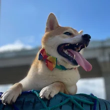 Rainbow Pet Collar for Small Dogs 2 Styles Cute Print Puppy Neck Accessories Cotton Kitten Necklace Adjustable Pet Supplies
Rainbow Pet Collar for Small Dogs 2 Styles Cute Print Puppy Neck Accessories Cotton Kitten Necklace Adjustable Pet Supplies