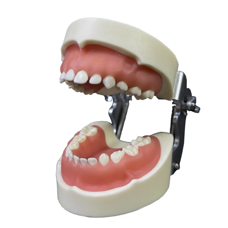 Teeth Model Teeth Typodonts Dental Implant Study Analysis Demonstration Teeth Model
Teeth Model Teeth Typodonts Dental Implant Study Analysis Demonstration Teeth Model