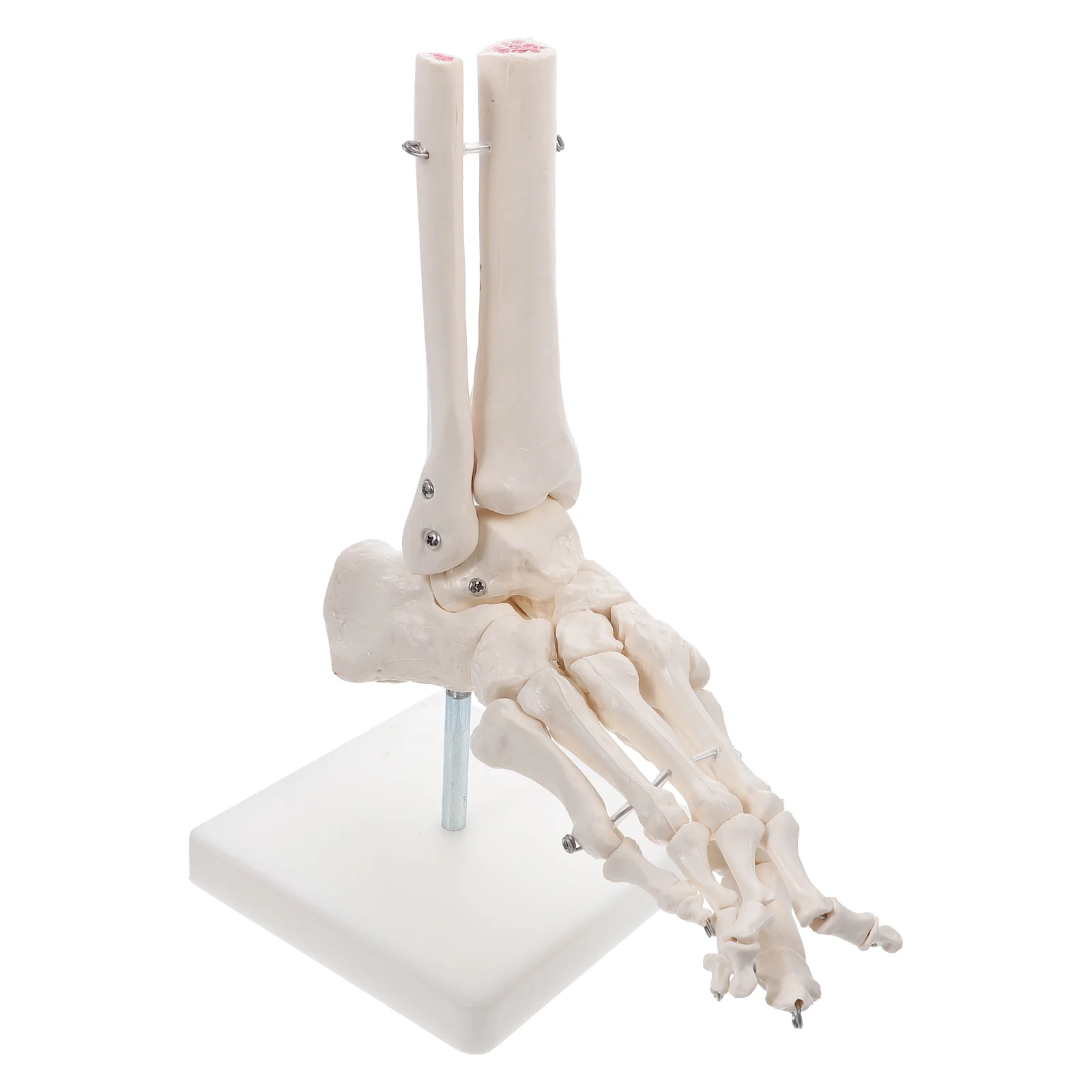 Pvc Anatomical Model Human Model Lifelike Foot Joint Foot Model Human Model without Ligament
Pvc Anatomical Model Human Model Lifelike Foot Joint Foot Model Human Model without Ligament
