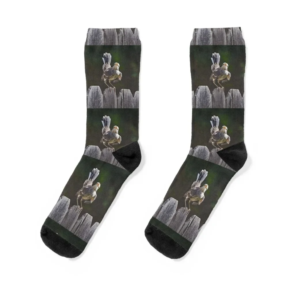 Mockingbird Fledgling with Attitude Socks Novelties Lots Men Socks Luxury Brand Women's
Mockingbird Fledgling with Attitude Socks Novelties Lots Men Socks Luxury Brand Women's
