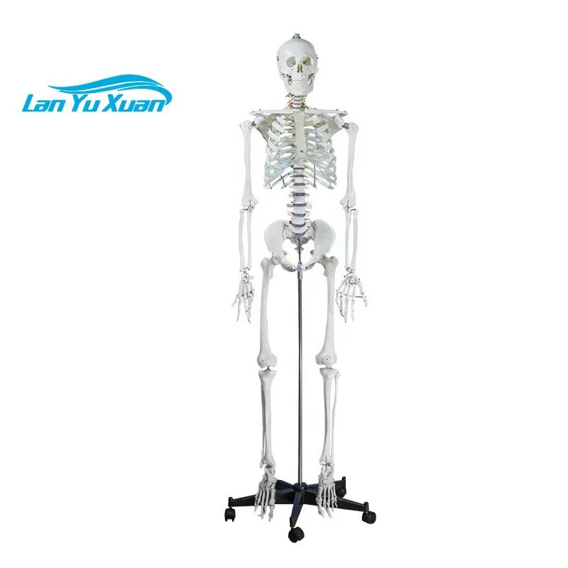 Hospital Medical tools acupoint display human bone rehabilitation clinic equipment human skeleton Model
Hospital Medical tools acupoint display human bone rehabilitation clinic equipment human skeleton Model