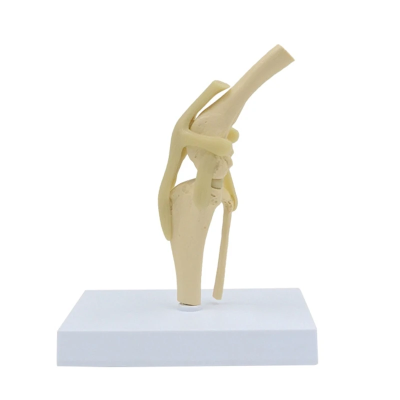 Life Size Animal Knee Joint Model for Pet Hospital Veterinarian Anatomical Dog Knee Joint Model Shows Ligaments Tibia
Life Size Animal Knee Joint Model for Pet Hospital Veterinarian Anatomical Dog Knee Joint Model Shows Ligaments Tibia