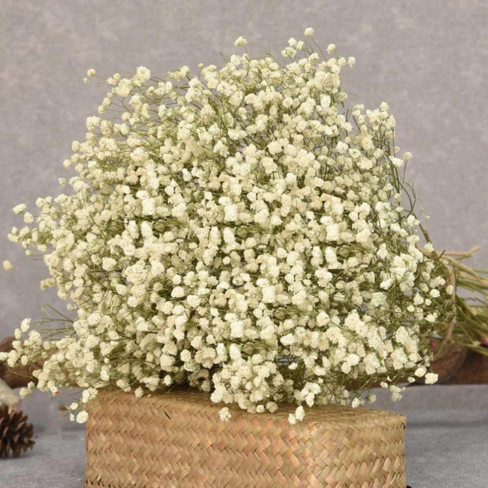 100g Gypsophile Dried Flowers Babys Breath Bouquet Valentines Day Natural Flower Branches Nordic Home Decor Wedding Accessories
100g Gypsophile Dried Flowers Babys Breath Bouquet Valentines Day Natural Flower Branches Nordic Home Decor Wedding Accessories