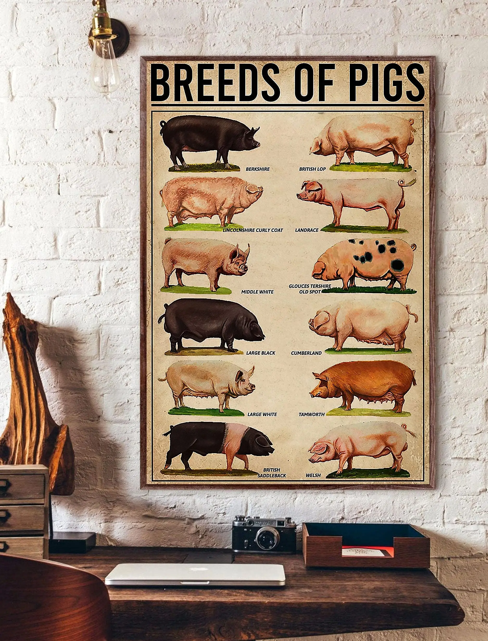 Aperiy Pig Breed Poster, Pig Poster, Poster Tin Sign Metal Tin Sign Metal Sign,8x12inch
Aperiy Pig Breed Poster, Pig Poster, Poster Tin Sign Metal Tin Sign Metal Sign,8x12inch