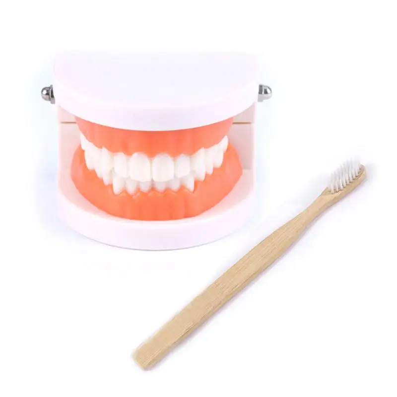 

Adult Teeth Model Teaching Study Typodont Demonstration White Adult Teeth Model Training Model