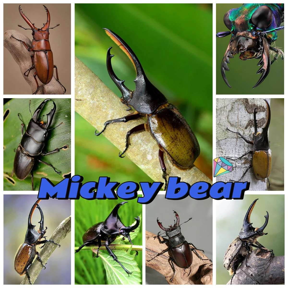 Dynastes 5D Diamond Painting Kit Beetle Insect DIY Rhinestone Embroidery Full Square/Round Cross Stitch Art Mosaic Home Decor
Dynastes 5D Diamond Painting Kit Beetle Insect DIY Rhinestone Embroidery Full Square/Round Cross Stitch Art Mosaic Home Decor