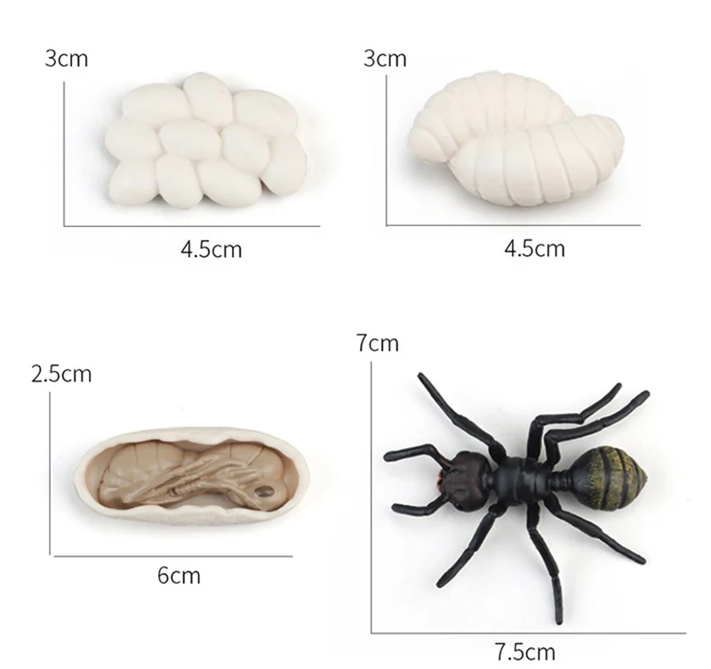 Tierlebenszyklus Kinderspielzeug Simulation Pflanzenmodell Montessori Lehrmittel Tierwachstumszyklus Modell Set Kognitives Spielzeug Tierlebenszyklus Kinderspielzeug Simulation Pflanzenmodell Montessori Lehrmittel Tierwachstumszyklus Modell Set Kognitives Spielzeug