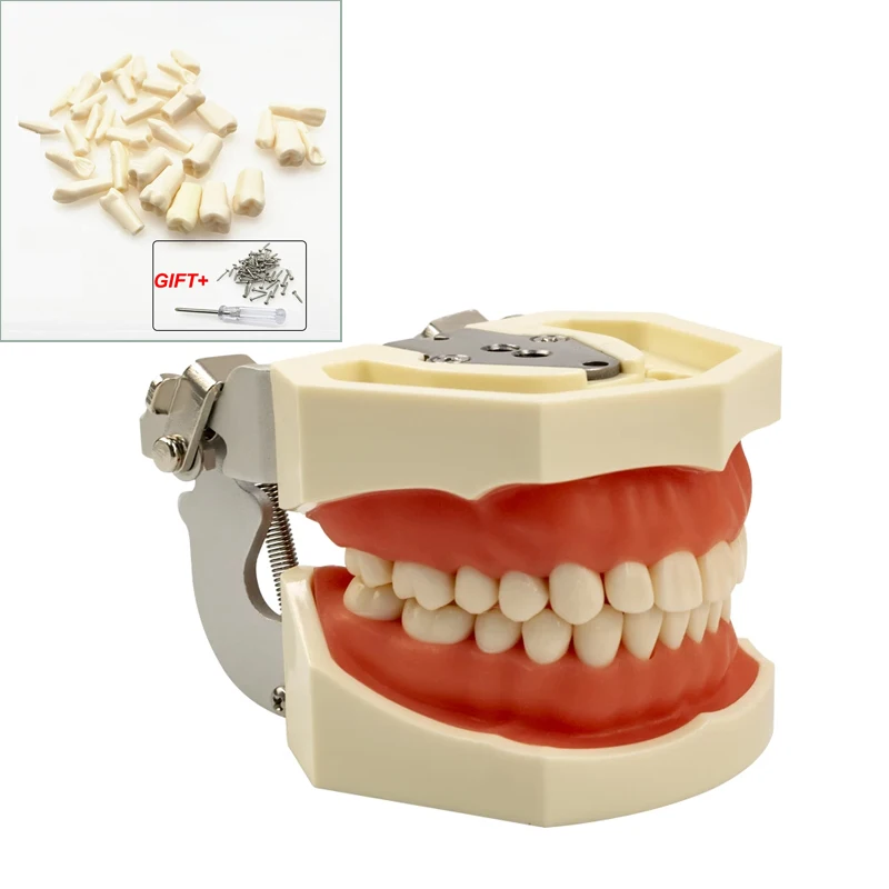 Dental gum teeth Teaching Model Standard Dental Model Typodont Demonstration Removable Teeth
Dental gum teeth Teaching Model Standard Dental Model Typodont Demonstration Removable Teeth