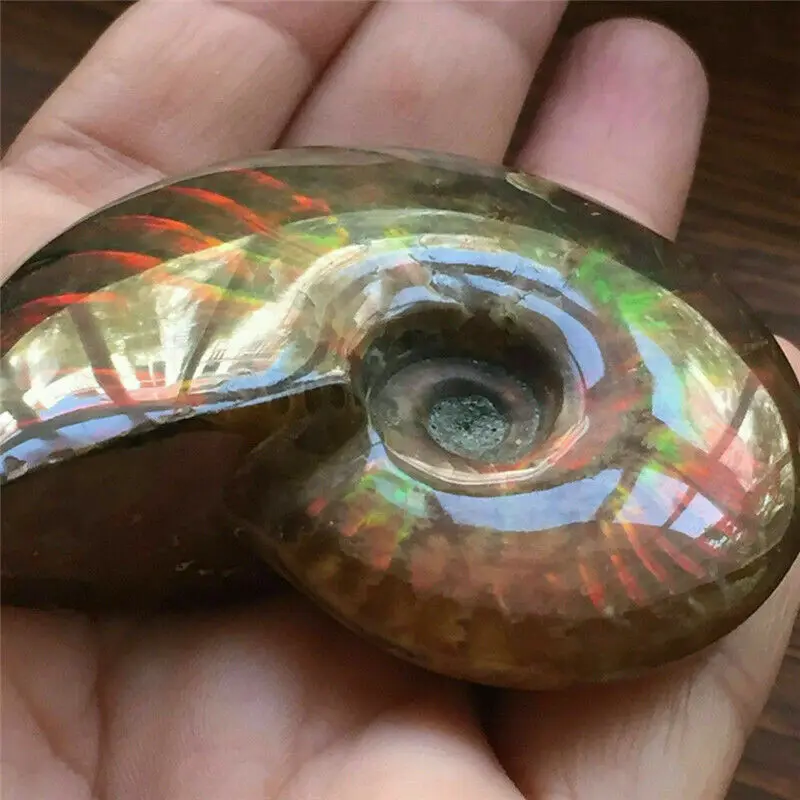 Kft Natural Crystal Iridescent Ammonite Ammolite Facet Specimen Spotted Sea Snail Conch Room Office Craft Decor Diy Jewelry
Kft Natural Crystal Iridescent Ammonite Ammolite Facet Specimen Spotted Sea Snail Conch Room Office Craft Decor Diy Jewelry