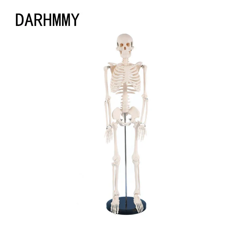 DARHMMY 85CM Human Skeleton Model, Flexible Arm And Leg, Anatomy For Medical Research, Medical Teaching Tool
DARHMMY 85CM Human Skeleton Model, Flexible Arm And Leg, Anatomy For Medical Research, Medical Teaching Tool