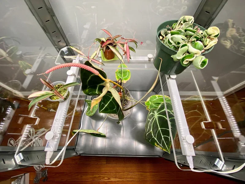 3/8" 9mm Thickness Clear Acrylic Shelves Custom Wrap Shape Plant Shelf for Milsbo Rudsta Fabrikor Greenhouse Cabinets
3/8" 9mm Thickness Clear Acrylic Shelves Custom Wrap Shape Plant Shelf for Milsbo Rudsta Fabrikor Greenhouse Cabinets