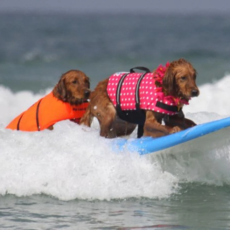Dog Swimsuit Summer Outdoor Reflective Buoyancy Pet Play Water Safety Training Life Jacket Full Size Sportswear Pet Supplies
Dog Swimsuit Summer Outdoor Reflective Buoyancy Pet Play Water Safety Training Life Jacket Full Size Sportswear Pet Supplies