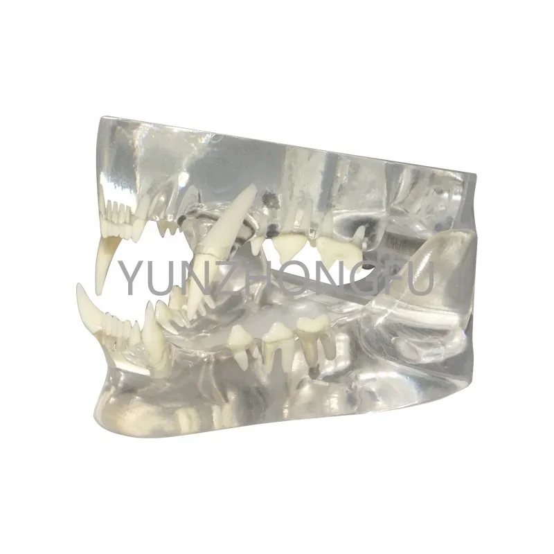 Tooth Oral Canine Dental Teaching Demonstration Pet Tooth Model Transparent Dog
Tooth Oral Canine Dental Teaching Demonstration Pet Tooth Model Transparent Dog