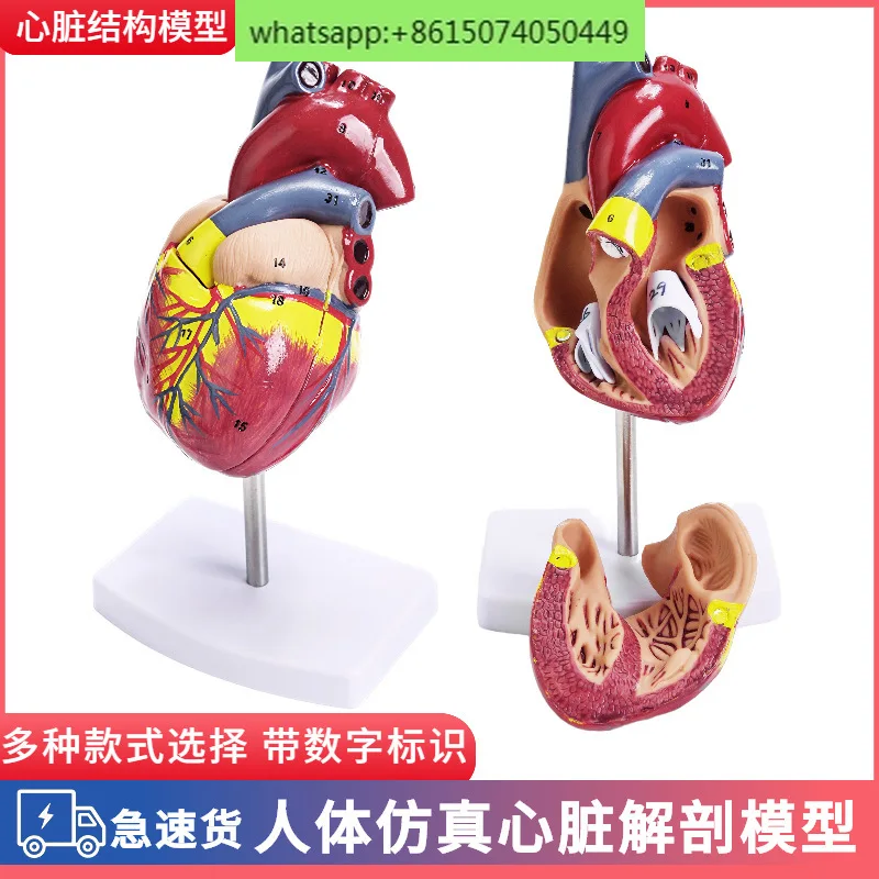 

The anatomical model of the natural large heart of the human body has 34 labels.color ultrasound, medical heart teaching model