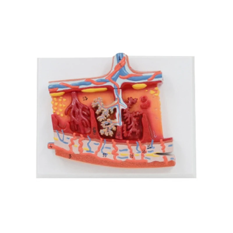 Human Fetal Membrane Placenta Anatomy Model Medical Teaching Aids, Anatomical Placenta Model for Diseases Study
Human Fetal Membrane Placenta Anatomy Model Medical Teaching Aids, Anatomical Placenta Model for Diseases Study