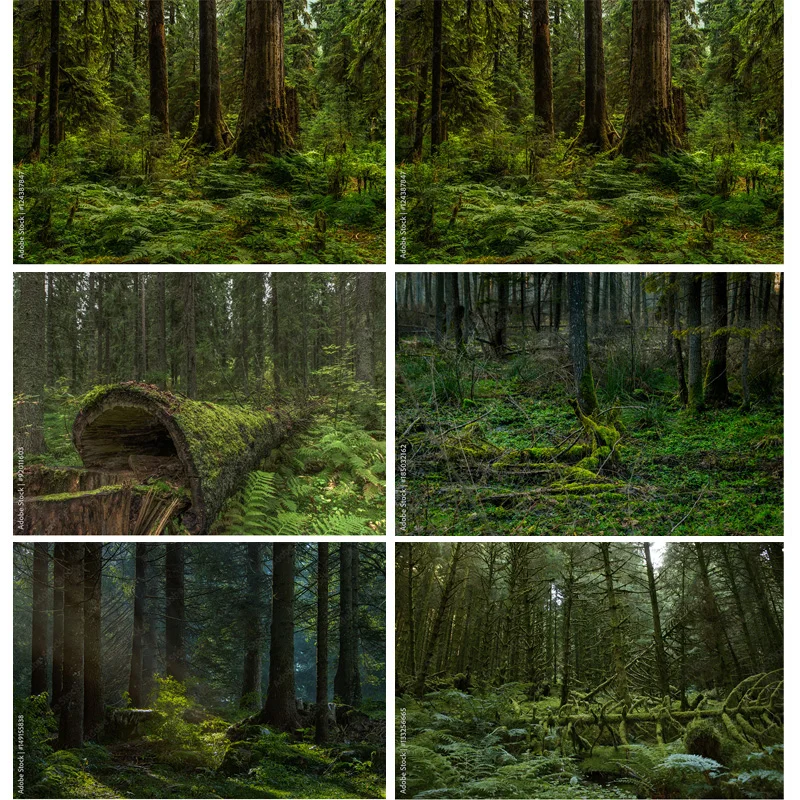 

Tropical Coniferous Forest Moss Covered Fallen Trees Photography Backdrops Prop Sunlight Nature Landscape Theme Background ZL-10