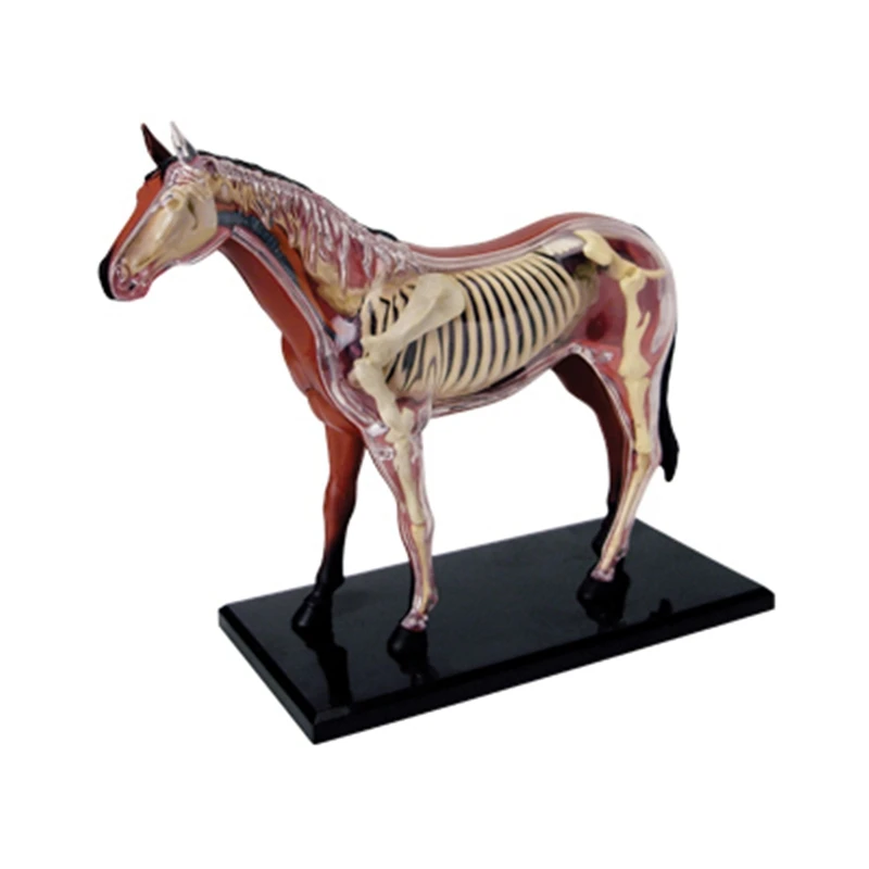 Animal Organ Anatomy Model 4D Horse Intelligence Assembling Toy Teaching Anatomy Model DIY Popular Science Appliances
Animal Organ Anatomy Model 4D Horse Intelligence Assembling Toy Teaching Anatomy Model DIY Popular Science Appliances