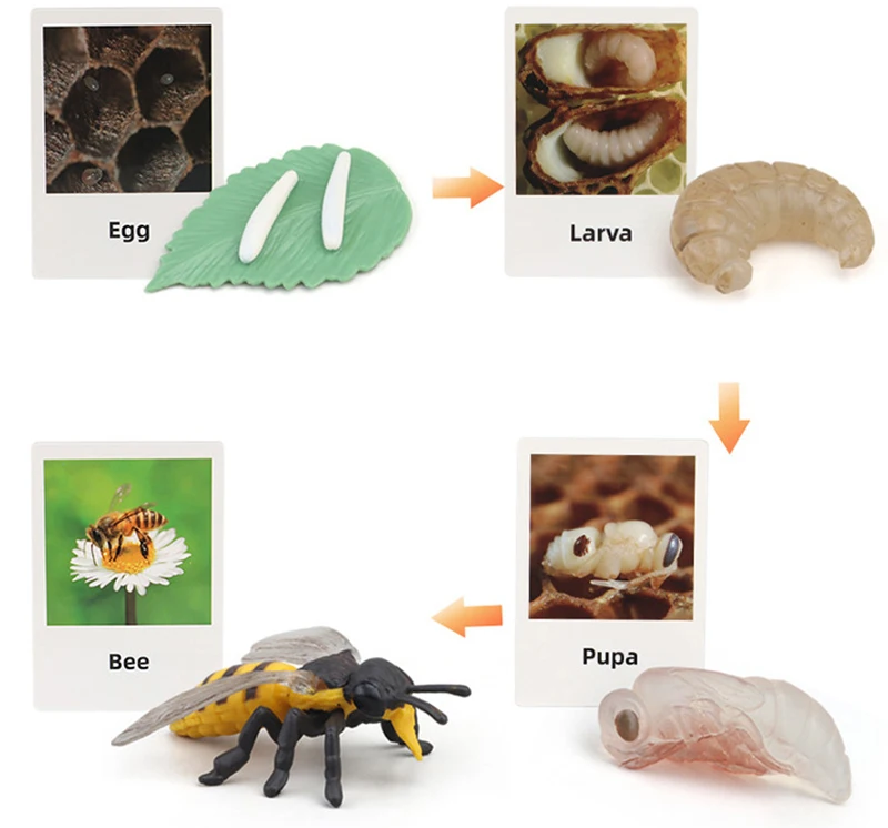 Tierlebenszyklus Kinderspielzeug Simulation Pflanzenmodell Montessori Lehrmittel Tierwachstumszyklus Modell Set Kognitives Spielzeug Tierlebenszyklus Kinderspielzeug Simulation Pflanzenmodell Montessori Lehrmittel Tierwachstumszyklus Modell Set Kognitives Spielzeug