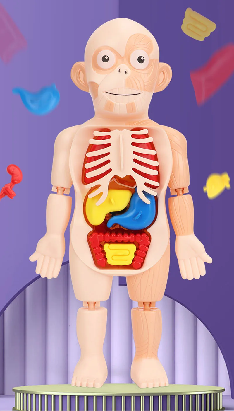Generic Human Body Game TakeApart Model Anatomy Sealed Toys Best Price Online Jumia Kenya