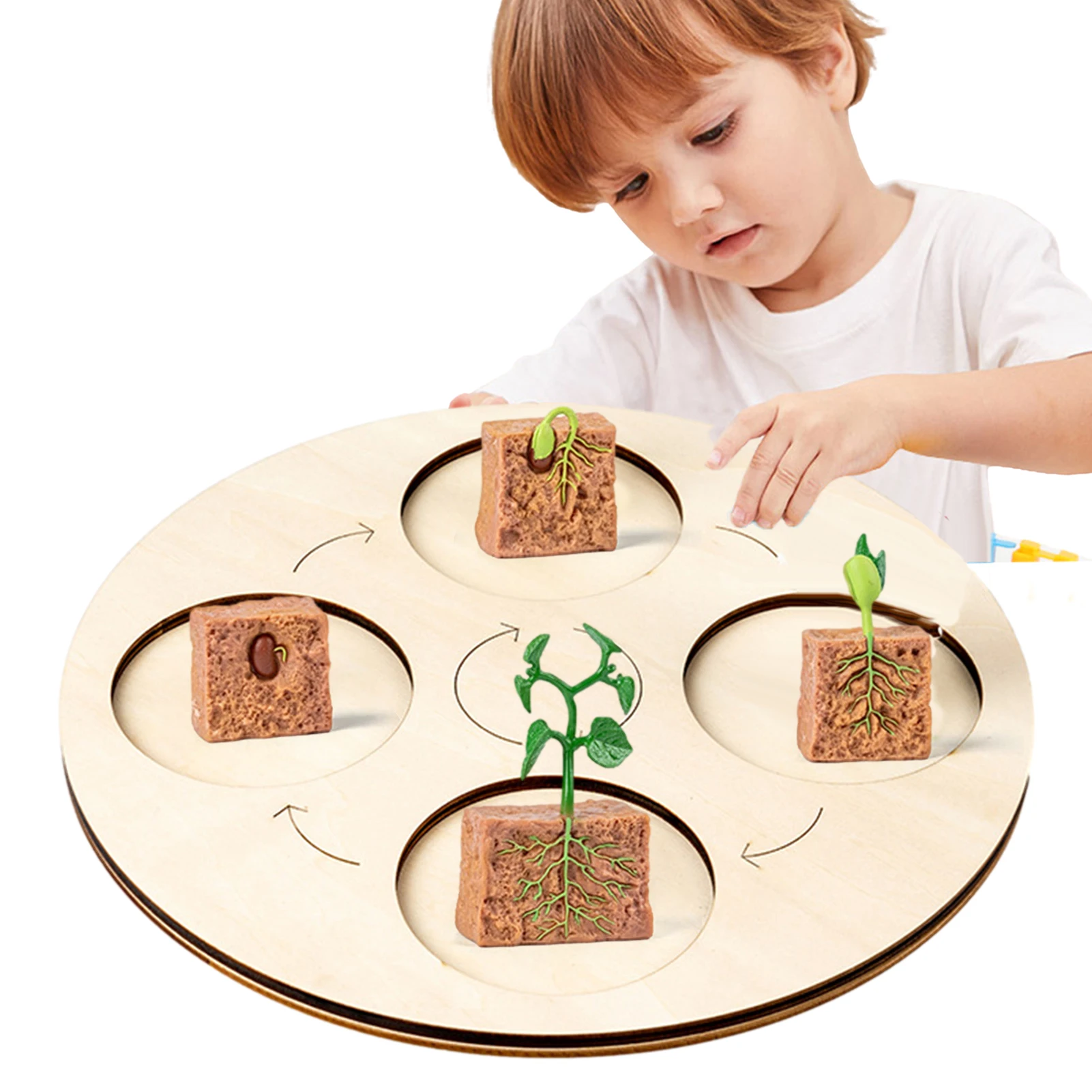 Plant Growth Cycle Toy Simulation Insect Model Life Growth Cycle Tray Green Beans Growth Stage Model Educational Toy For Child
Plant Growth Cycle Toy Simulation Insect Model Life Growth Cycle Tray Green Beans Growth Stage Model Educational Toy For Child