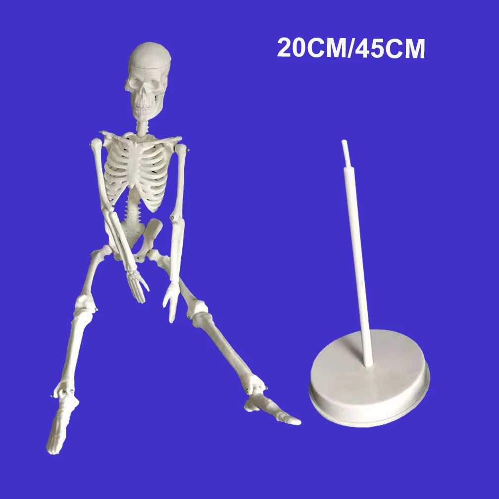 20CM/45CM Human Skeleton Model Anatomy Adult Body Models Joint Medical Model for Study Learn Teaching Popular Science Supplies
20CM/45CM Human Skeleton Model Anatomy Adult Body Models Joint Medical Model for Study Learn Teaching Popular Science Supplies