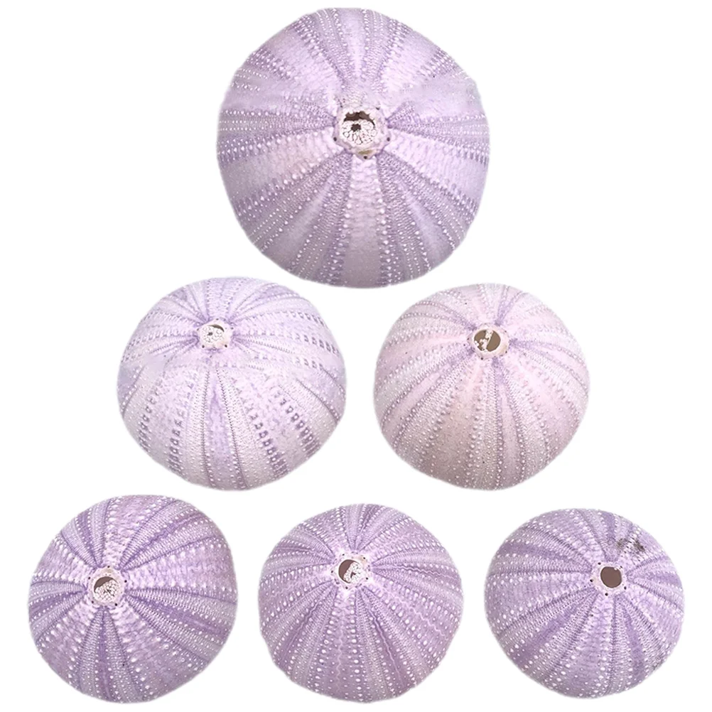 6 Pcs Natural Shell Conch Gardening Decorations Air Plant Pot Fish Tank Decors Accessories DIY Handmade Sea Urchin Mini Shells
6 Pcs Natural Shell Conch Gardening Decorations Air Plant Pot Fish Tank Decors Accessories DIY Handmade Sea Urchin Mini Shells