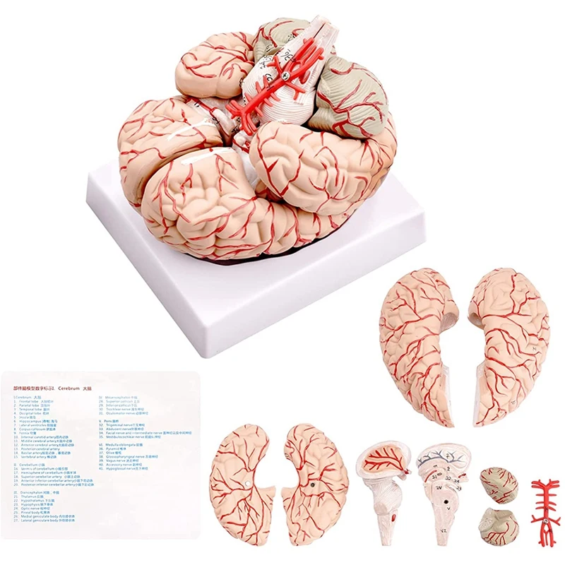 

Модель человеческого мозга, модель анатомии человеческого мозга в натуральный размер с демонстрационной основой, для научного класса, учебы и обучения