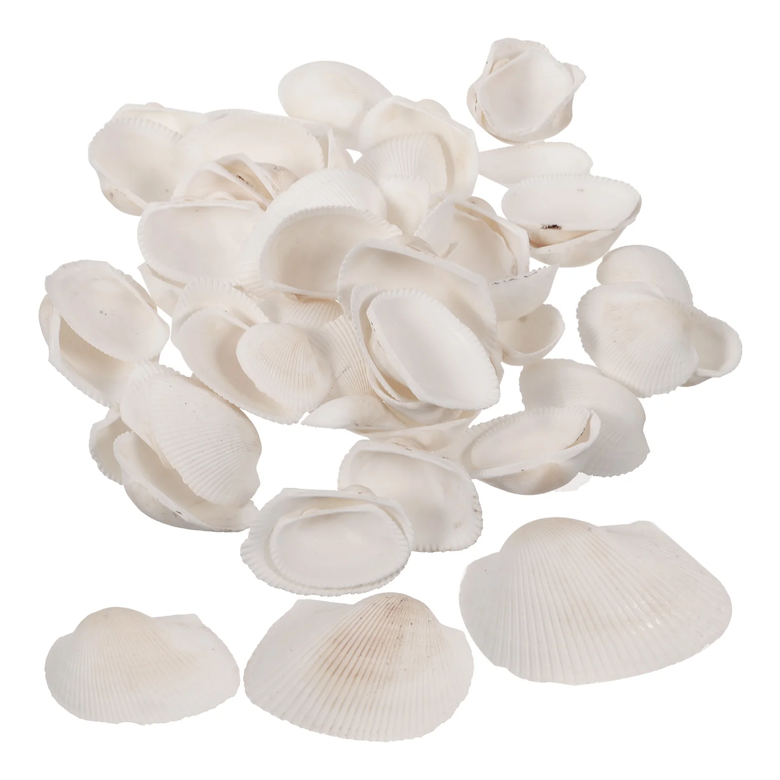 1 Bag Natural Shells Embellishment Seashells DIY Craft Material Natural Shells Decoration
1 Bag Natural Shells Embellishment Seashells DIY Craft Material Natural Shells Decoration