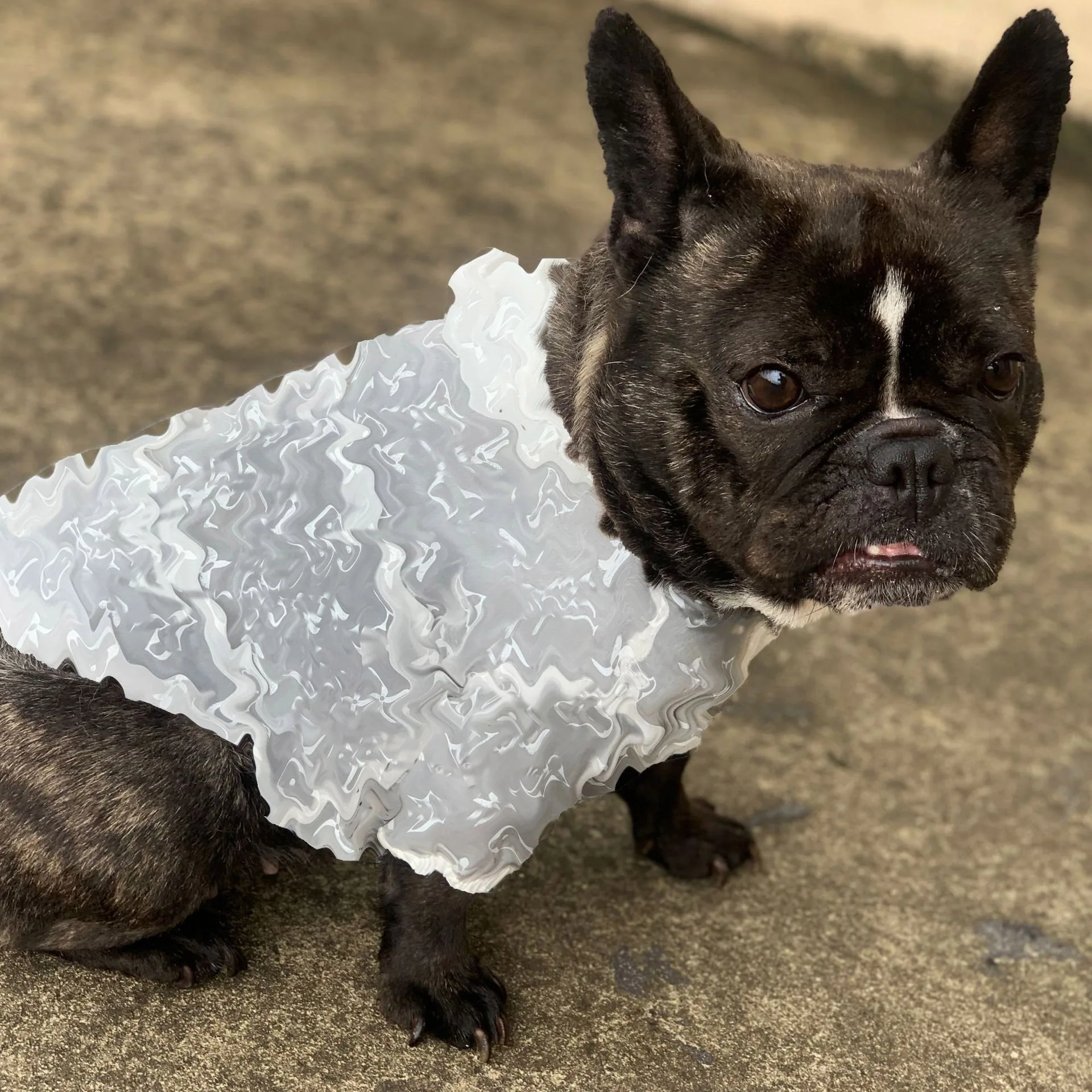 Designer Dog Clothes for Small Dogs Sun Protection Clothing for French Bulldog Puppy Pet Clothing Windbreaker for Yorkies CL0049
Designer Dog Clothes for Small Dogs Sun Protection Clothing for French Bulldog Puppy Pet Clothing Windbreaker for Yorkies CL0049