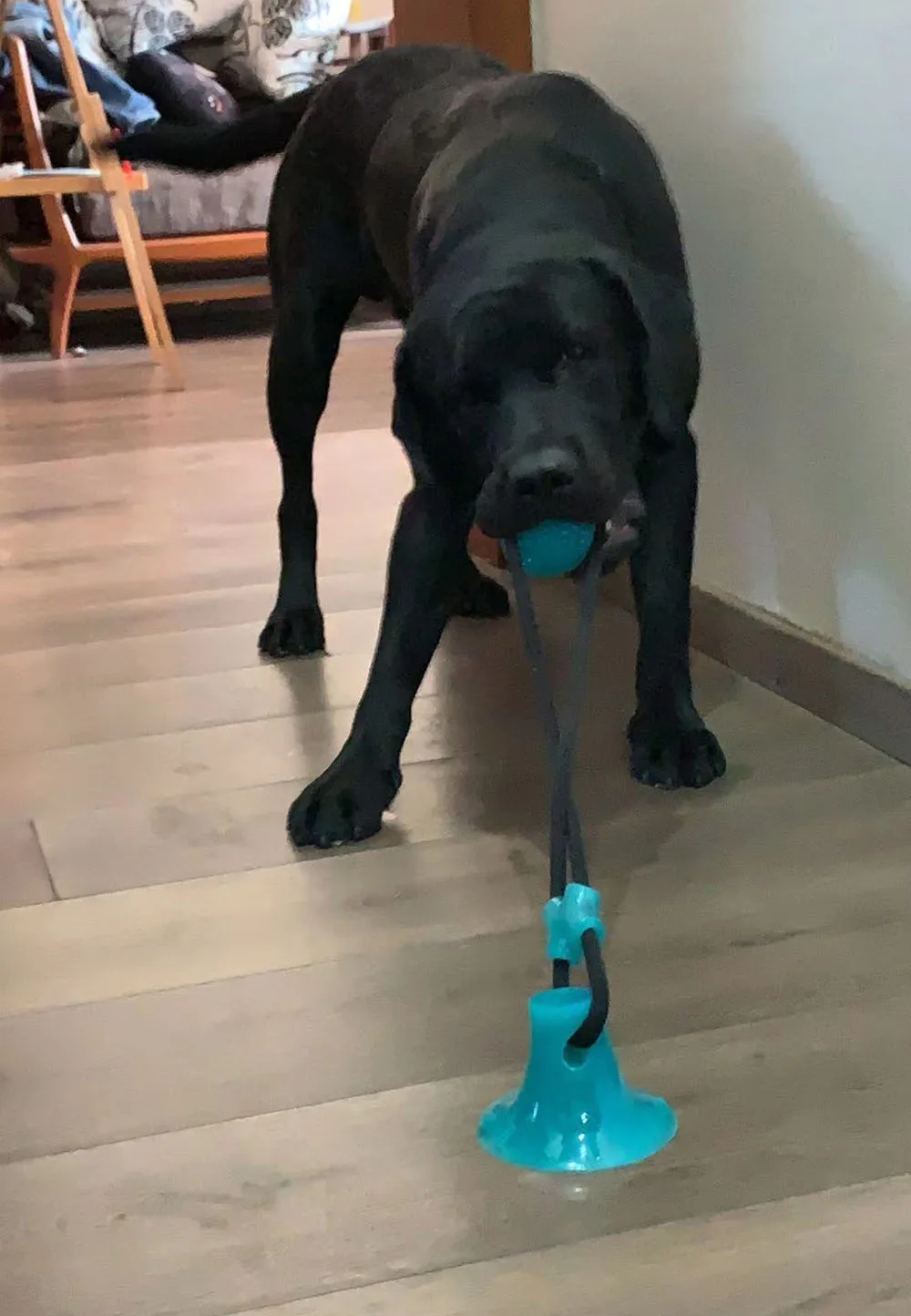 Multifunction Pet Molar Bite Dog Toys Rubber Chew Ball Cleaning Teeth Safe Elasticity TPR Soft Puppy Suction Cup Biting Dog Toy
Multifunction Pet Molar Bite Dog Toys Rubber Chew Ball Cleaning Teeth Safe Elasticity TPR Soft Puppy Suction Cup Biting Dog Toy