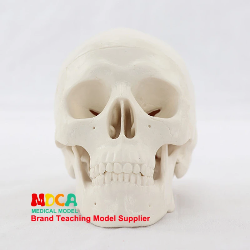 Human Anatomical Model Medicine Skull Human Model Anatomical Head Anatomy Teaching Skeleton Head Studying Teaching Supplies
Human Anatomical Model Medicine Skull Human Model Anatomical Head Anatomy Teaching Skeleton Head Studying Teaching Supplies