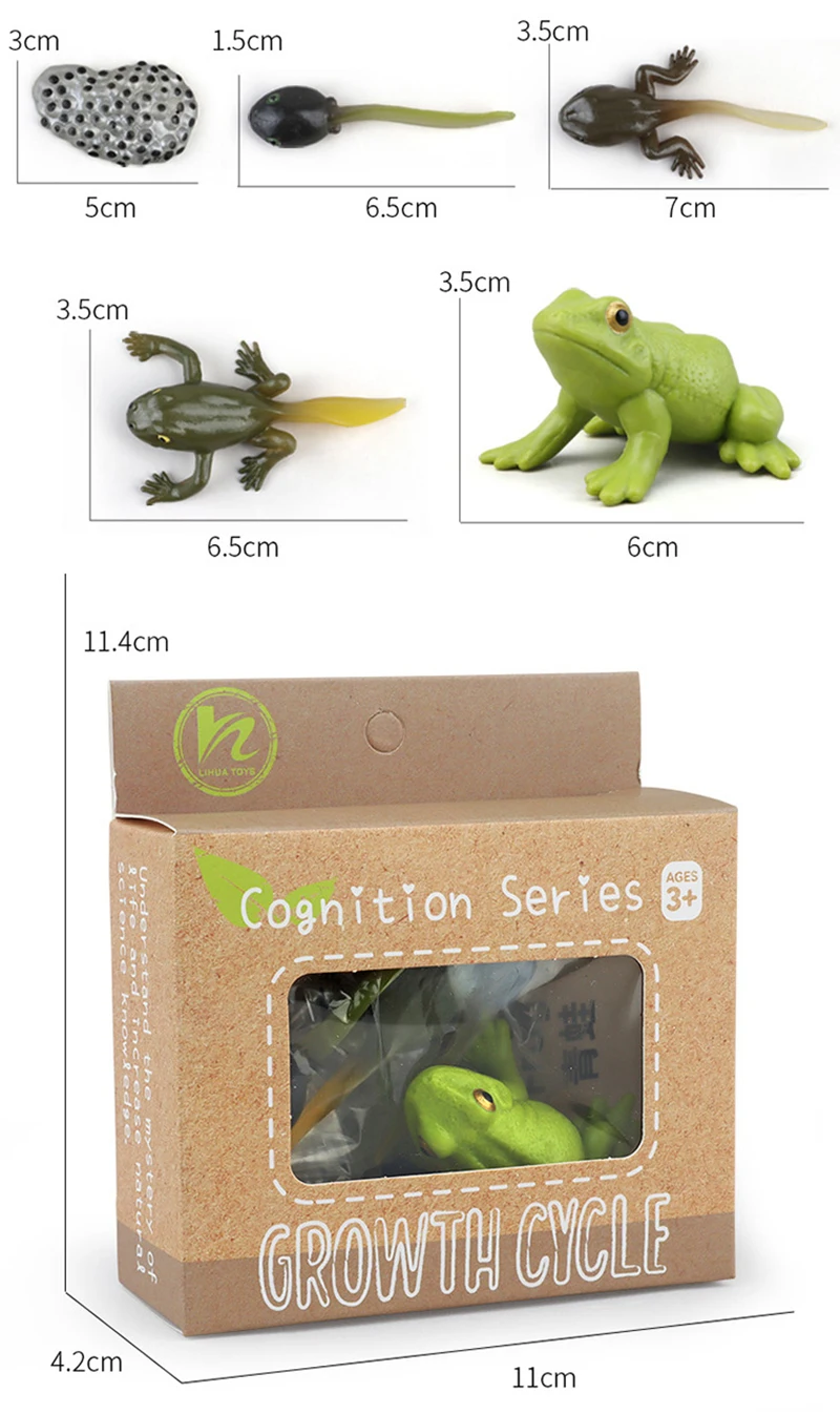 Tierlebenszyklus Kinderspielzeug Simulation Pflanzenmodell Montessori Lehrmittel Tierwachstumszyklus Modell Set Kognitives Spielzeug Tierlebenszyklus Kinderspielzeug Simulation Pflanzenmodell Montessori Lehrmittel Tierwachstumszyklus Modell Set Kognitives Spielzeug