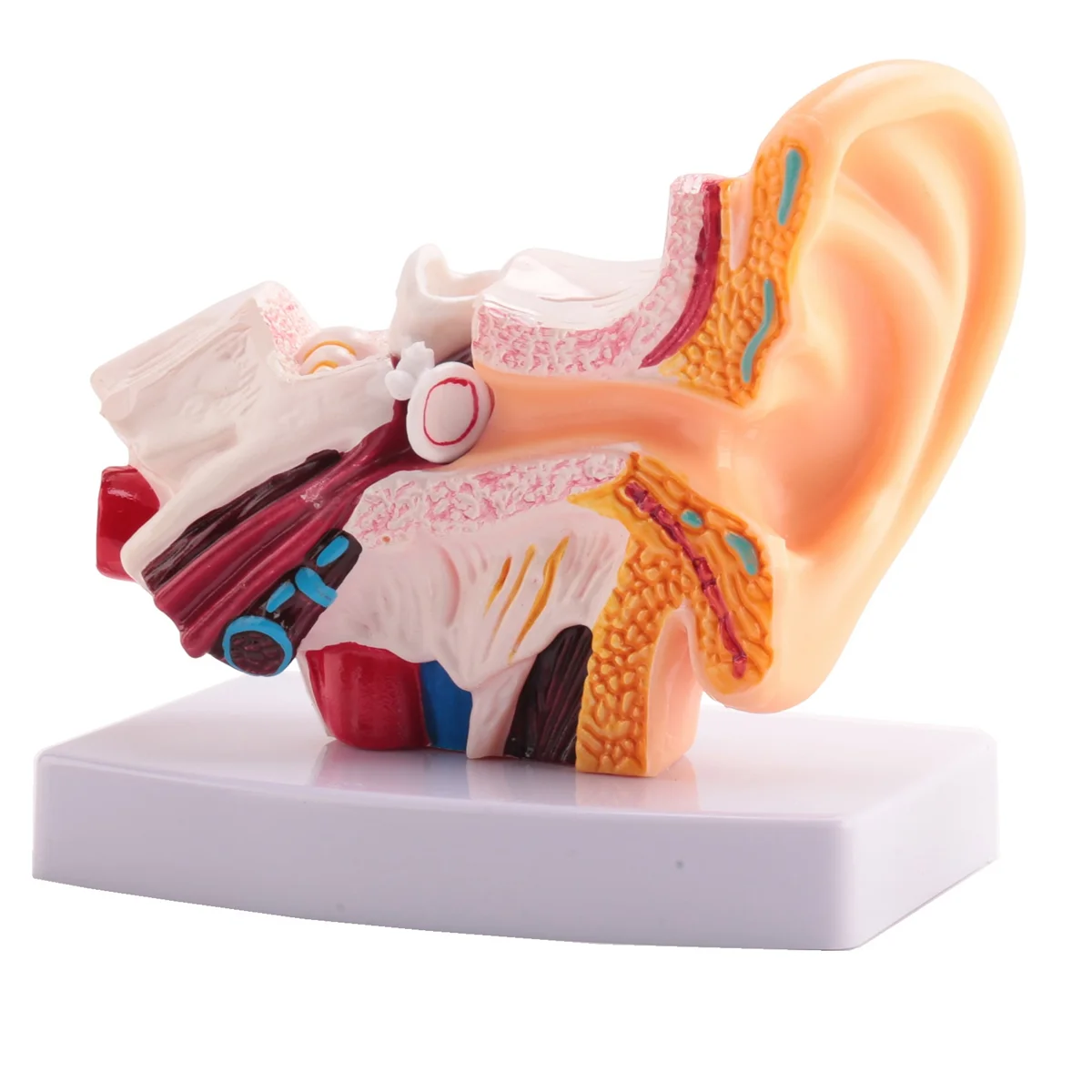 

1,5 моделей анатомии ушей человека, демонстрирующих структуру органов Центральной и внешней ушей, Обучающие принадлежности