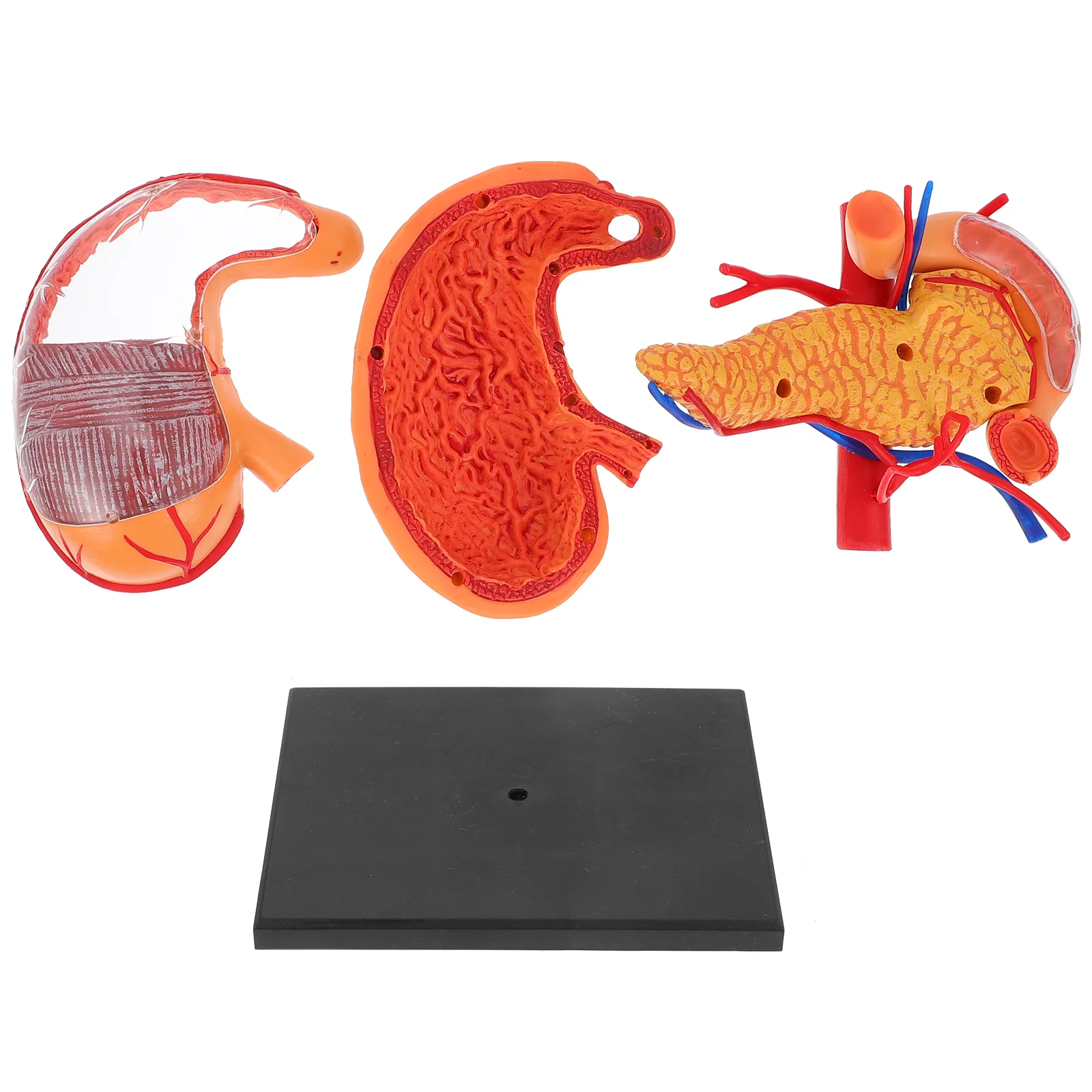 

Бактериальная модель человеческого желудка, анатомическое обучающее оборудование, медицинская биологическая демонстрация
