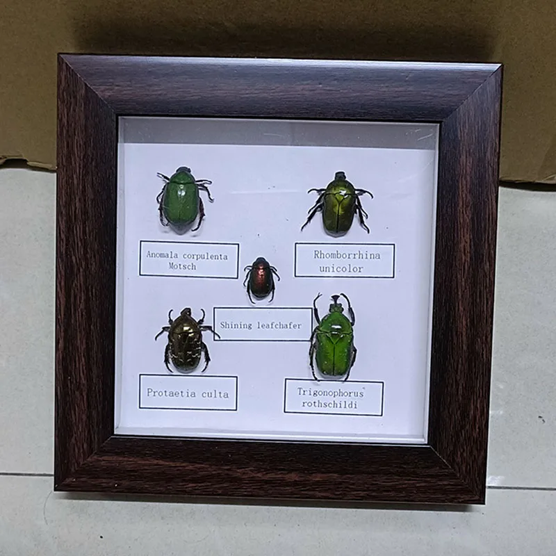 Gorgeous Gold Beetle Specimens in a 5 Piece Set, Mounted in Frames for a Unique Home Decor Look
Gorgeous Gold Beetle Specimens in a 5 Piece Set, Mounted in Frames for a Unique Home Decor Look
