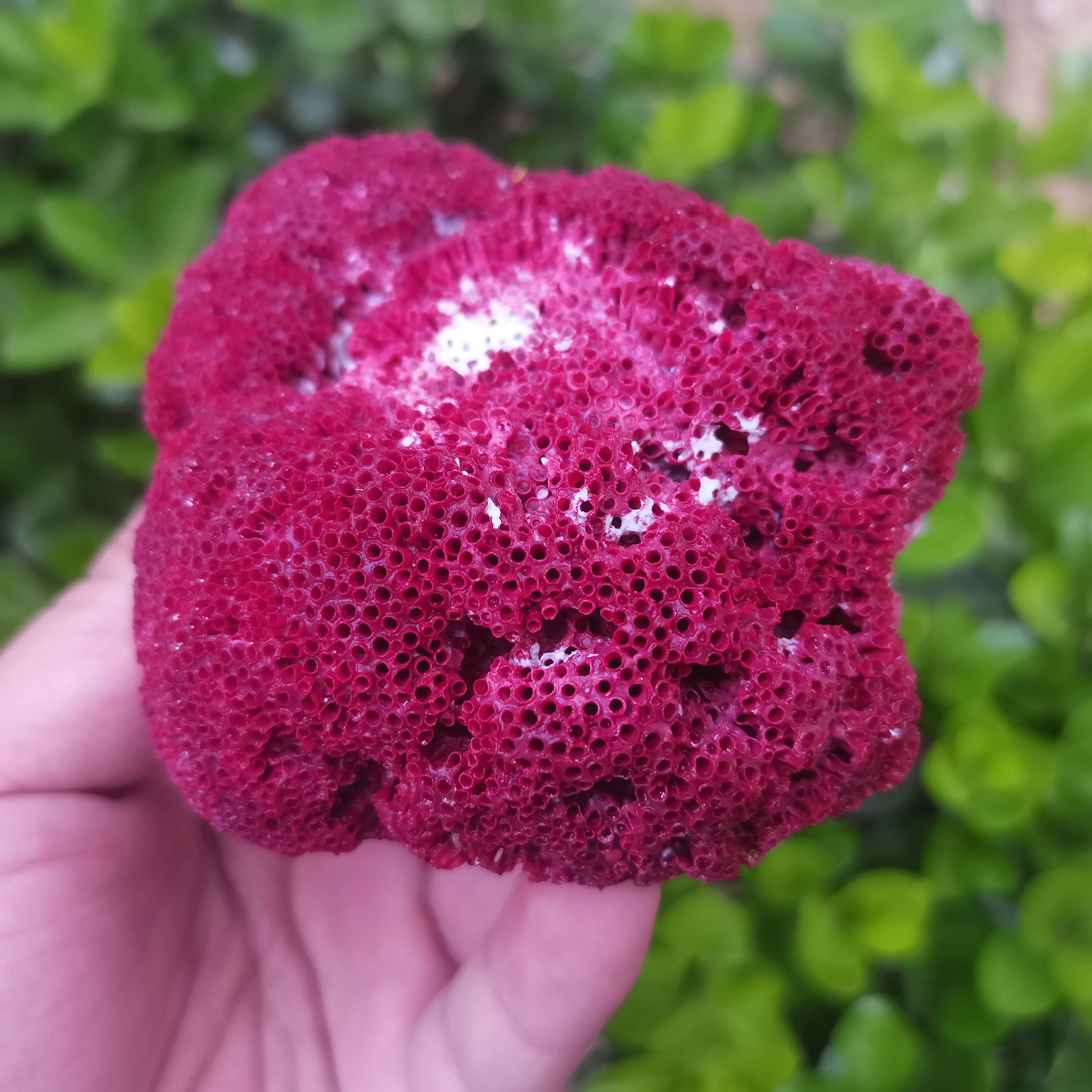 

100% Natural Shell Sea Red Coral Fish Tank Aquarium Landscaping Furnishing Natural Ornament Marine Sea Home Wedding Decoration