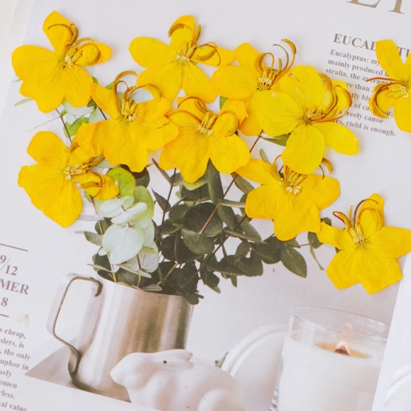 Прессованные лепестки цветов кассии, 2-4 см/50 шт., оптом, фоторамка для фотографий, Закладка, настольная лампа, капельный клей 
Прессованные лепестки цветов кассии, 2-4 см/50 шт., оптом, фоторамка для фотографий, Закладка, настольная лампа, капельный клей