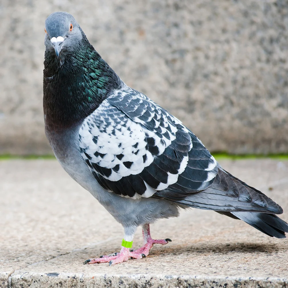 300 Pcs Homing Pigeon Anklet Bird Leg Bands Ring Clip Rings Drumstick Plastic Foot Poultry
300 Pcs Homing Pigeon Anklet Bird Leg Bands Ring Clip Rings Drumstick Plastic Foot Poultry