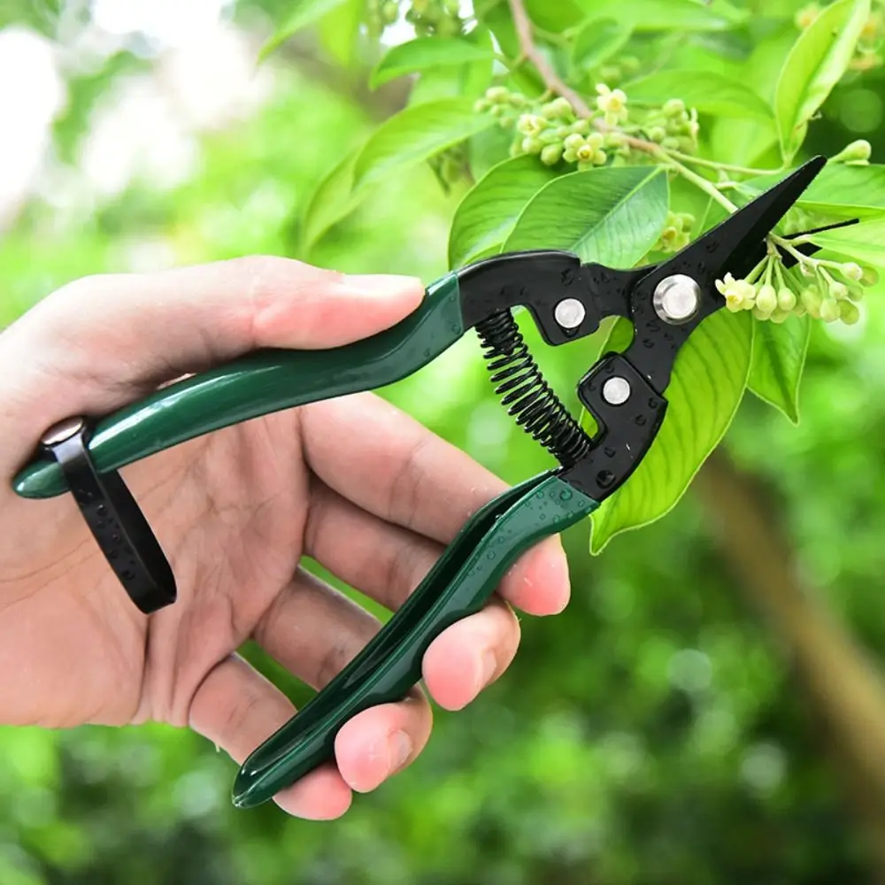 Stainless Steel Gardening Scissors Fruit Tree Household Grape Scissors green Rough Branch Fruit Picking Scissors Garden
Stainless Steel Gardening Scissors Fruit Tree Household Grape Scissors green Rough Branch Fruit Picking Scissors Garden