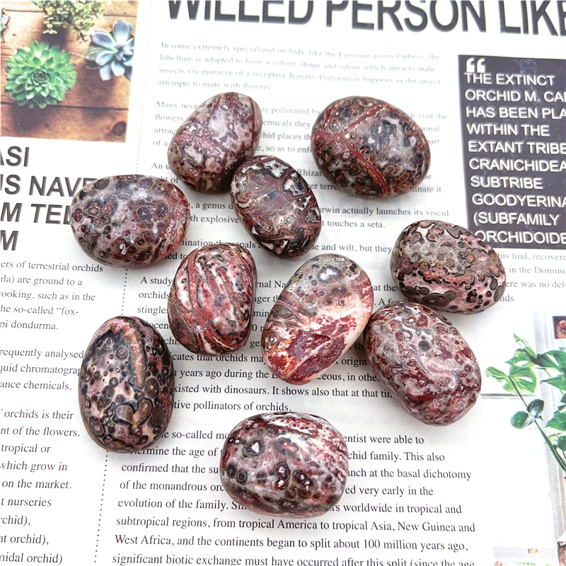 Drop shipping 100g Natural Leopard Stone Tumbled Healing Crystal Specimen Material Reiki Energy Stones and crystals
Drop shipping 100g Natural Leopard Stone Tumbled Healing Crystal Specimen Material Reiki Energy Stones and crystals