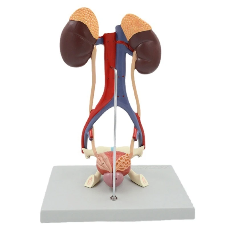 Human Urinary System Anatomical Model 5 Parts Anatomy Urinary System Model New Dropship
Human Urinary System Anatomical Model 5 Parts Anatomy Urinary System Model New Dropship