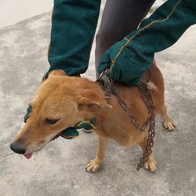 Scratch Ultra Anti-bite Bathing Cat for Bird Gloves Long Snake Beekeeping Pet Safety Lizard Training Dog Protective
Scratch Ultra Anti-bite Bathing Cat for Bird Gloves Long Snake Beekeeping Pet Safety Lizard Training Dog Protective