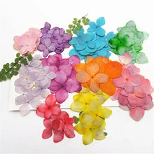 2cm Hydrangea Dry Flower Embossing Face Makeup DIY Glue Dropping Dry Flower Mobile Phone Case Creative Nail Decoration