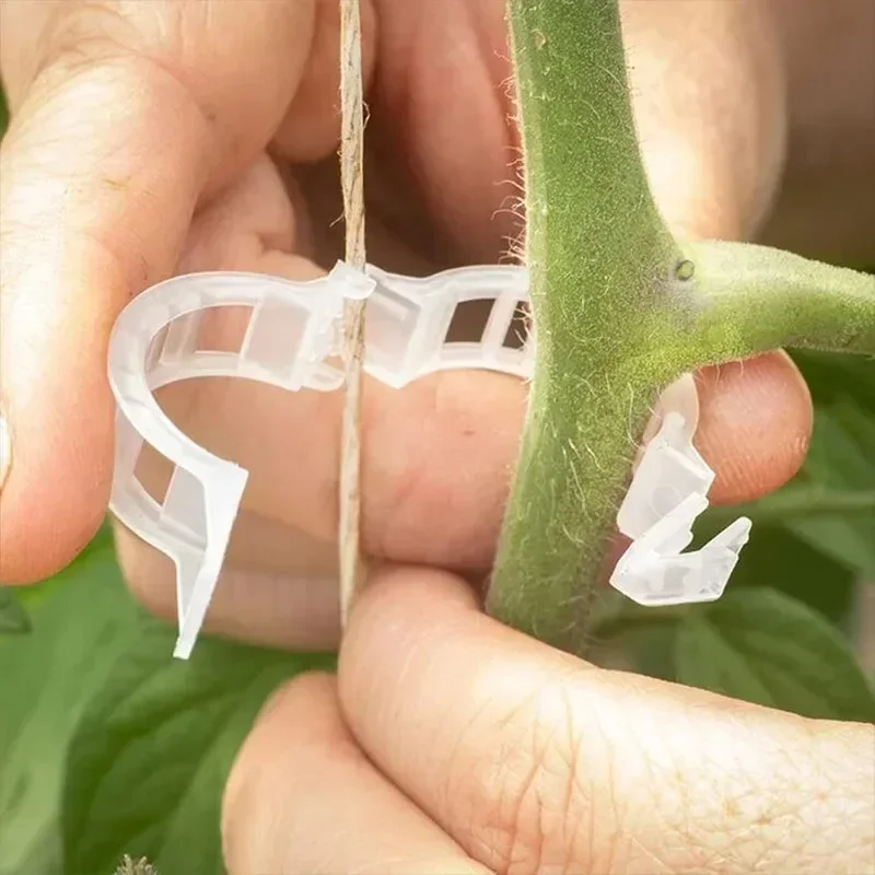 Tomato Vine Support Clips Sf38c39f4f8c04211bafeaa663d54ee73P