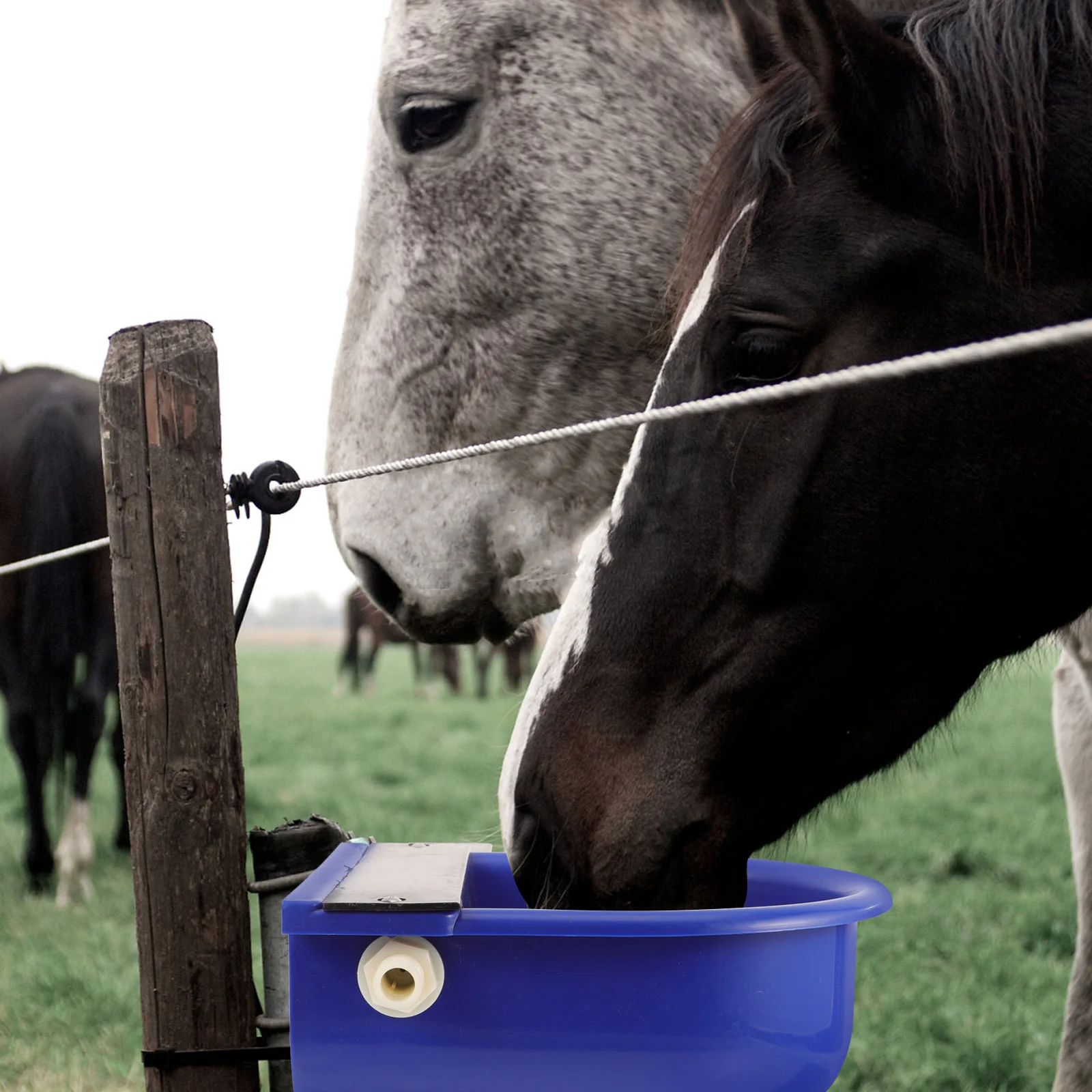 Automatic Cow Drinking Water Bowl Cow Water Feeder Water Dispenser Automatic Horse Waterer
Automatic Cow Drinking Water Bowl Cow Water Feeder Water Dispenser Automatic Horse Waterer