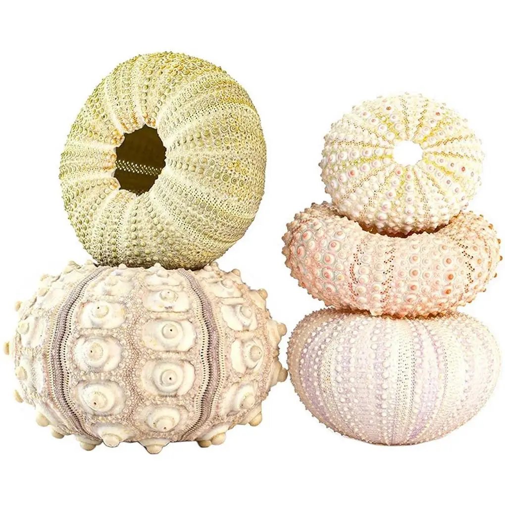 5pcs Sea Snail Hanging Pot Household Natural Exquisite Scene Layout Plant Holder Planting Holders Hanging Decoration
5pcs Sea Snail Hanging Pot Household Natural Exquisite Scene Layout Plant Holder Planting Holders Hanging Decoration